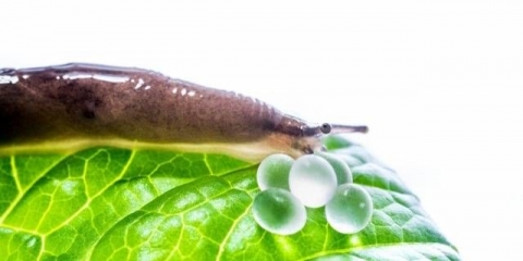 Štetočine i bolesti klematisa: borba, liječenje + fotografija